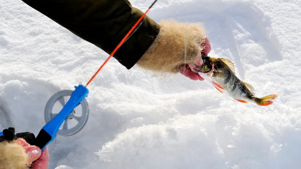 Skribenten har blivit en storfiskare efter tips från Region Västerbotten.