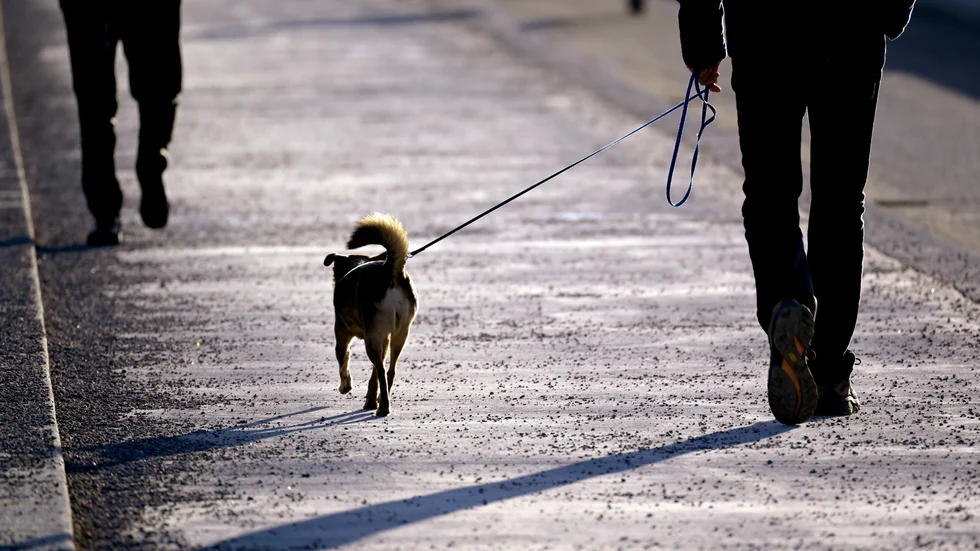 Hunden har enligt länsstyrelsen varit utåtagerande och måste nu hållas kopplad. Hunden och människan på bilden har inget samband med texten. 