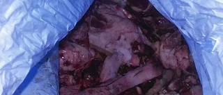 Äckligt fynd nära badplatsen