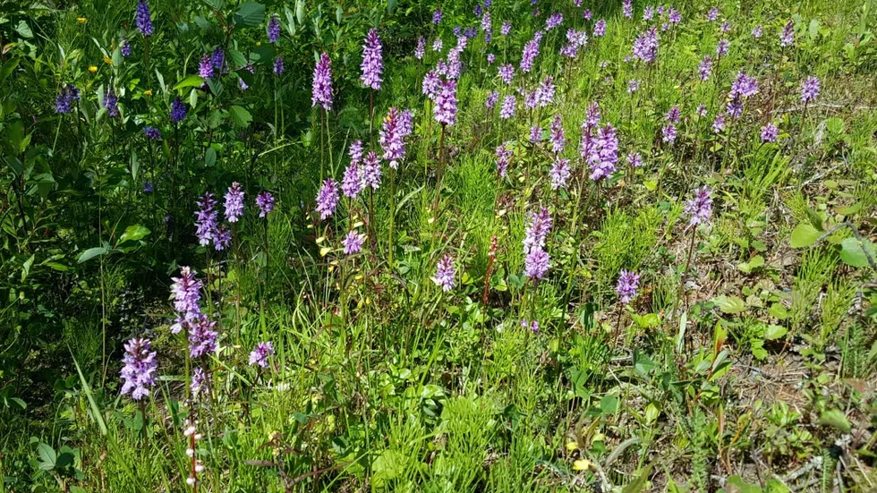 SKÖVLADE. Jungru Maria nycklarna, som blommade i ett dike mellan Råneå och Mjöfjärden, kapades. Nu överväger Länsstyrelsen en åtalsanmälan.