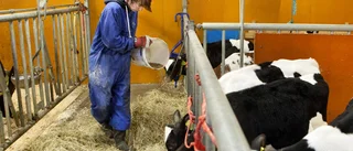 Tre alternativ för naturbruksskolorna