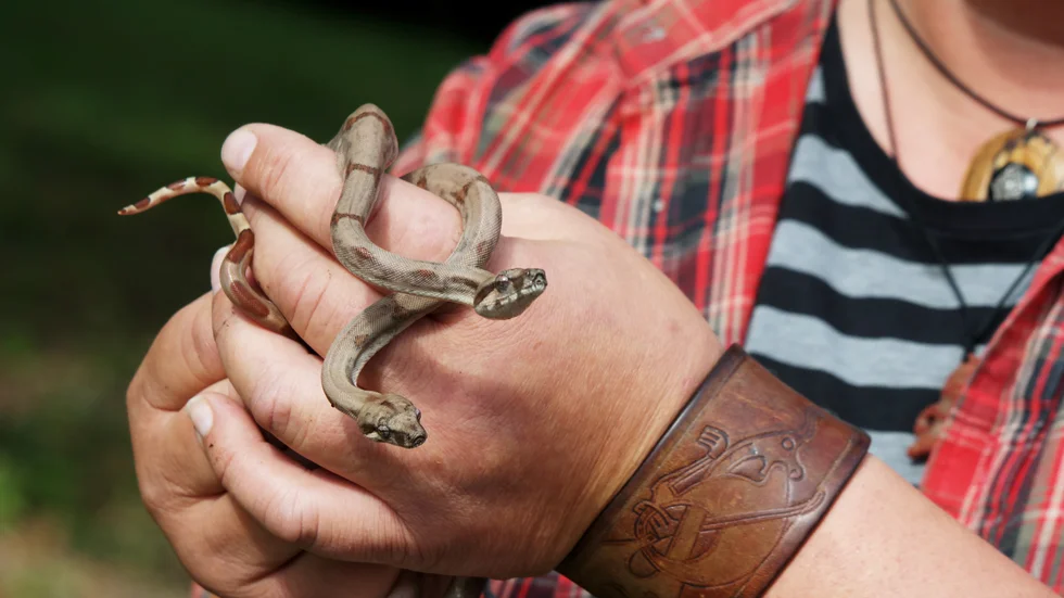 Verksamheten vid Blekinge exotiska värld är nedlagd sedan några år tillbaka. Bilden togs 2015 när sju boa constrictor sabogae-ungar hade fötts på djurparken.