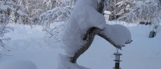 Läsarbilden                   