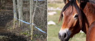 Därför obduceras den döda ponnyn i Lummelunda