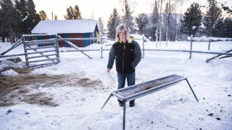 Hans-Göran Partapuoli matar ett par renar på gården i Årosjåkk.