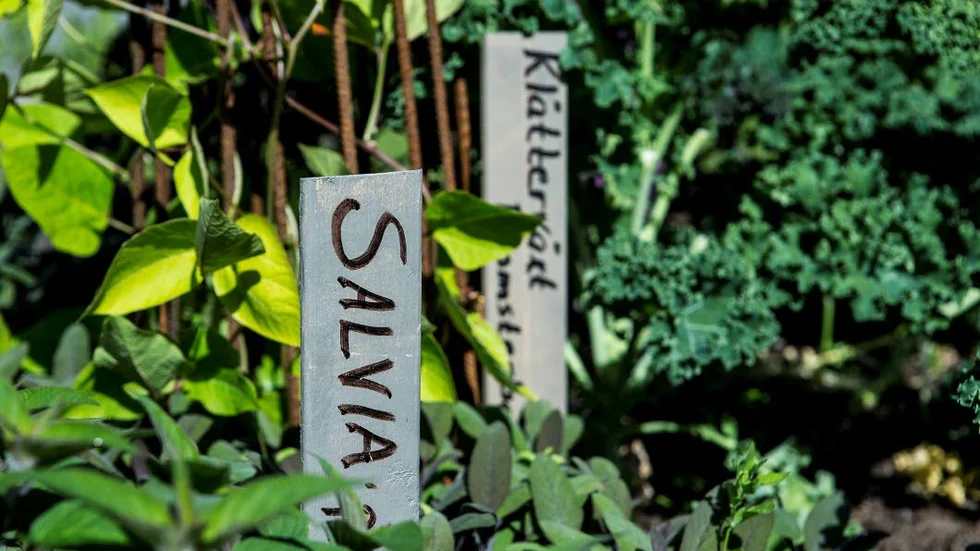 GRÖNT. Salvia har odlats i kommunens grönsaksland på Floras Kulle. På lördag är det skördefest.