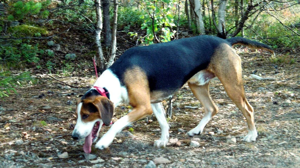 LOCKBETE. Just stövare är oftare utsatta för vargattacker än andra hundraser. Men i Norrbotten är attacker på hund mycket ovanliga. Trots det har det skett två år i rad.