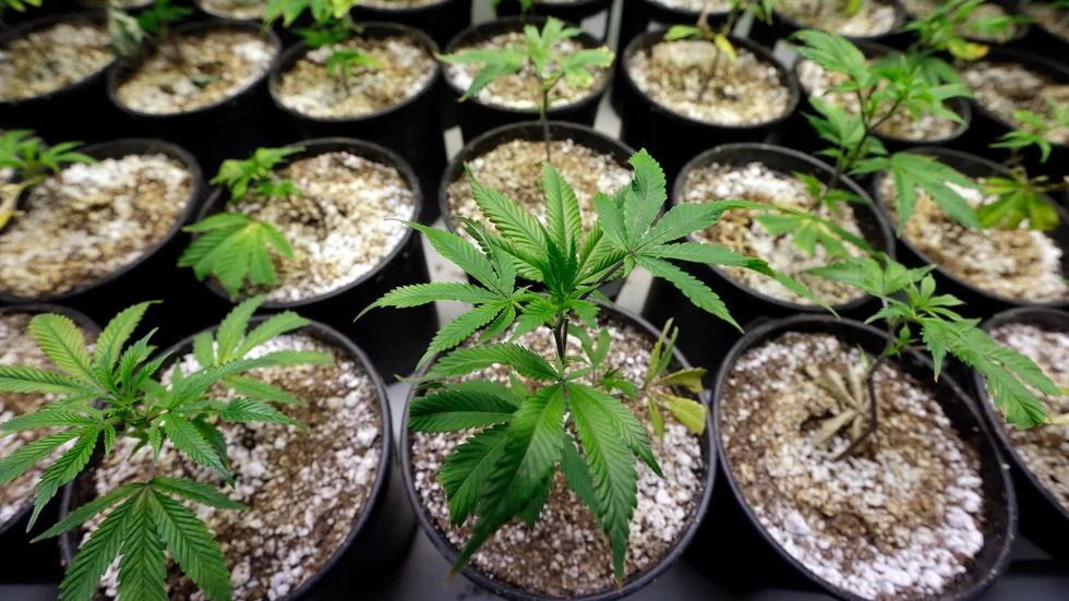 Plantor från Pioneer Nuggets marijuanaodlingi  Arlington, Washington. Men i Sverige bör liberalare lagar få vänta, anser skribenten.