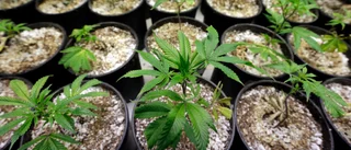 Liberala cannabislagar får vänta 