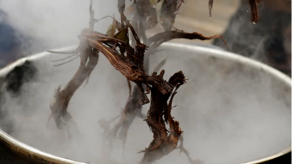Tillredning av ayahuasca, en hallucinogen dryck av det slag som en av dryckerna som togs i beslag i Boglösa bygdegård.