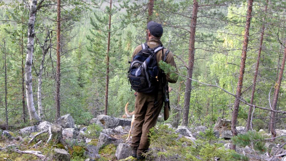 Spanar. Björnjakt i Torrivaara 2008 med Rasmus Boström. I år får 67 björnar fällas.