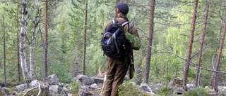 Färre björnar får fällas i årets jakt