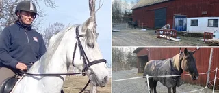 Främsta dyrgripen försvann – under fräck stallstöld: ✓"Förbannade och kränkta" ✓Värdet: Över 200 000