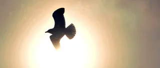 Kommer solen tillbaka i dag?