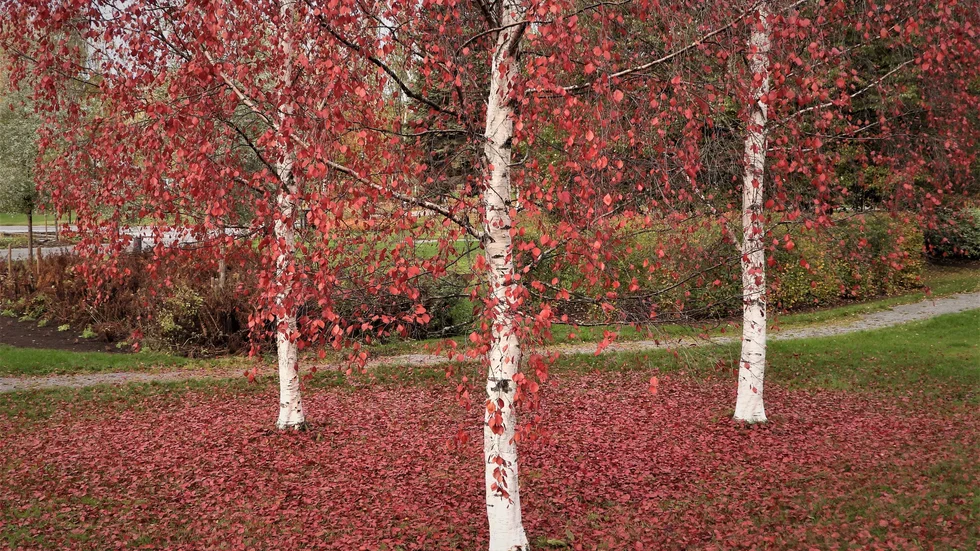 I naturen är lövfällningen under hösten en del i livets kretslopp. Naturen ger hopp men ställer också frågor om vår egen framtid när vi blir allt äldre.