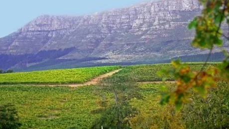 Levererar fynd. Sydafrika svarar bland de röda vinnyheterna för tre klara fynd på den smakrika shiraz/syrah-druvan. Foto: Sune Liljevall