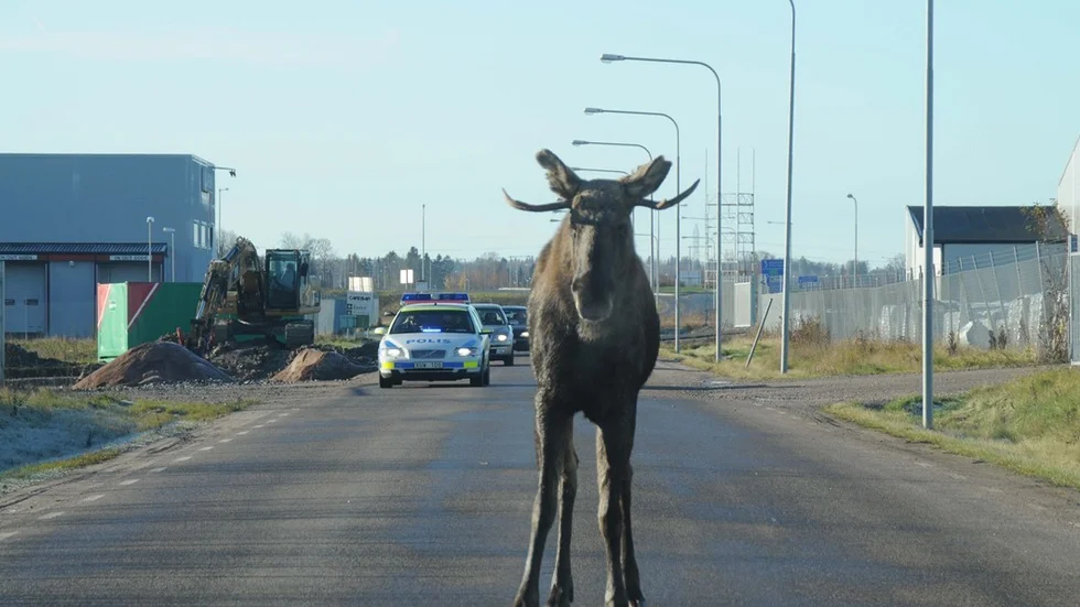 Älg på vift. Foto: Per Wikström