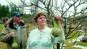 Berit och Emrik Arvidsson vill varna andra för att döda småfåglar med de talgbollar de köpt på Viberga Storlager. "Det gör inget om de blir lite på örat, men de ska inte dö av det", säger Emrik.
FOTO: TITTI OLOVSSON (0122-131 75)
titti.olovsson@folkbladet.se