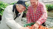 Bengt Axelsson och plockaren Wiesiek Malczewski radar upp kartongerna med nyplockade jordgubbar som doftar ljuvligt.
FOTO: NICLAS SANDBERG