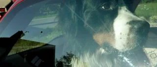 Polisen: "Lämna inte hunden i bilen"