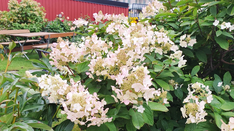 Flera bud kom in kring vad det här är för någonting.