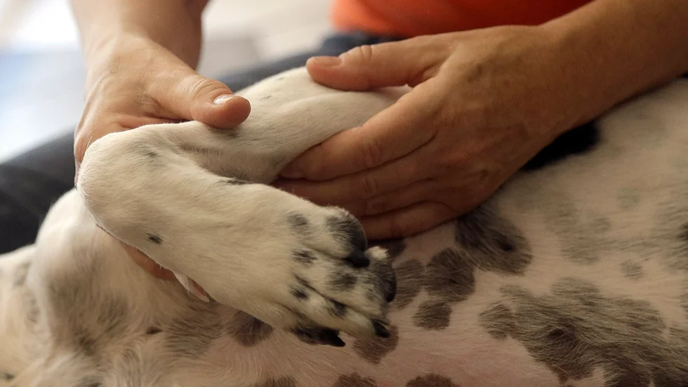 Hunden behöver omhändertas av länsstyrelsen, skriver vårdpersonal som oroas över en hund som lever tillsammans med en vårdtagare i en bostad i Eskilstuna. Bilden är tagen i ett annat sammanhang.