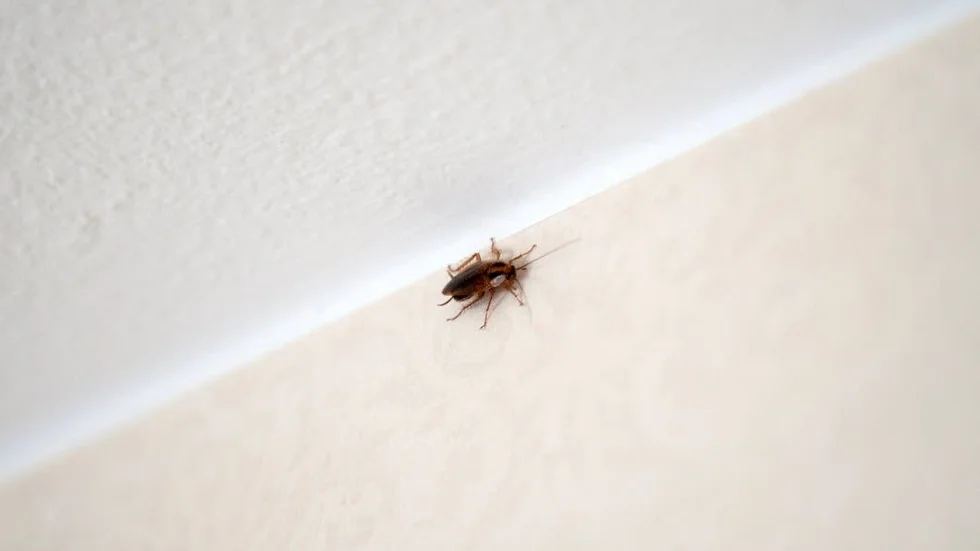 Kackerlacka. En av de oönskade gästerna på Ättetorpsvägen i Åby.