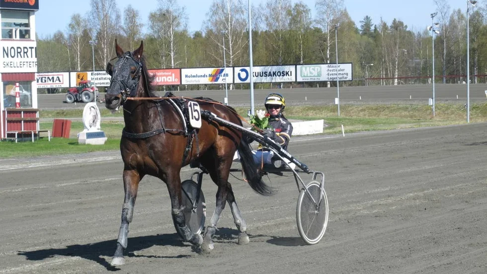 Regerande championkusken i Skellefteå - Sandra Eriksson - vann dubbelt under måndagkvällens tävlingar. Dels V4-3 med Juno F och dels V5-3 med Always On Target (bilden).