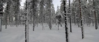Därför behövs ny modell för att skydda skog 