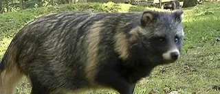 Mårdhund på Vikbolandet?