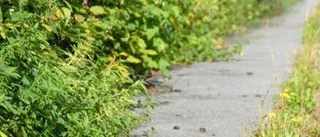 Klagomål på häckar som växer på trottoar