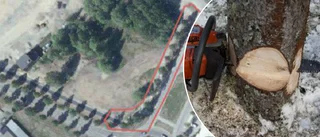 Skellefteå kommun högg ner allén – tvingas nu böta