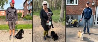 Hundägare varse om höga kostnader för djursjukvård