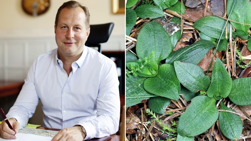 "Några få men aktiva, fågelskådare, stoppar nu avverkning efter avverkning i skogen. Ofta genom att hänvisa till den rödlistade växten knärot. Det leder utvecklingen åt fel håll", skriver Åke Hammarskjöld.