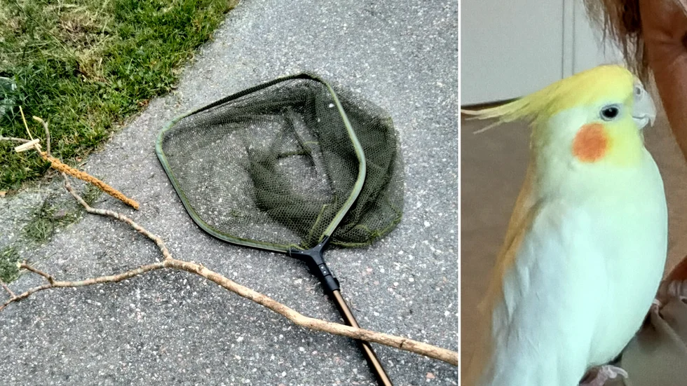 Nicole Falkrim letar sedan några veckor tillbaka efter sin nymfparakit. Flera har hört av sig med tips och försökt hjälpa till genom att bland annat låna ut en håv.