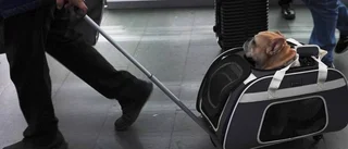 TIPS: Resa med hunden – det här ska du hålla koll på
