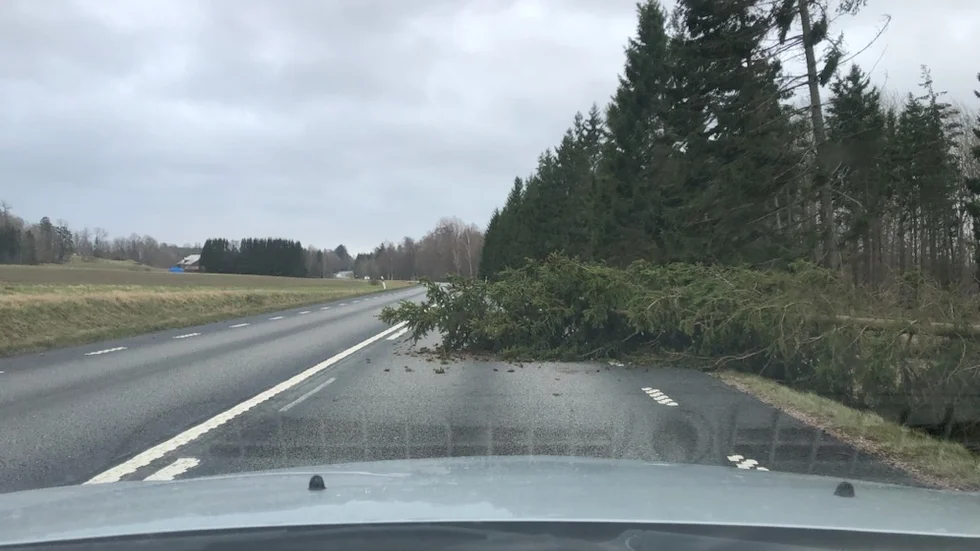 Ett träd som fallit på väg 53 utanför Nyköping.