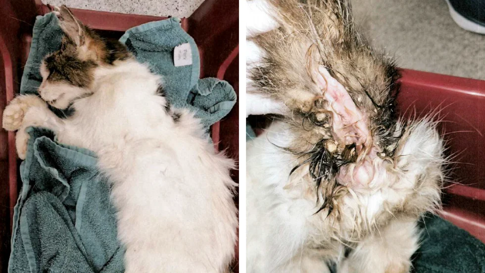 Katten var i ett mycket dåligt skick när djurägaren tog den till veterinär. (Bilderna är hämtade ur förundersökningen.) 