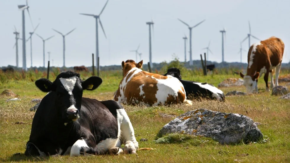 Vindkraftens utbyggnad tog fart på Gotland, men nu ligger Gotland inte längre bland de främsta.