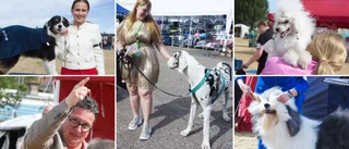 Långt i från ett hundliv – i helgen stortrivdes hundfolket