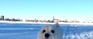 Glada Sigge på isen           