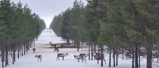 Hungriga renar i snön                      