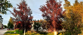 Läsarbild: Rödbjörkar mindre vanliga söderut