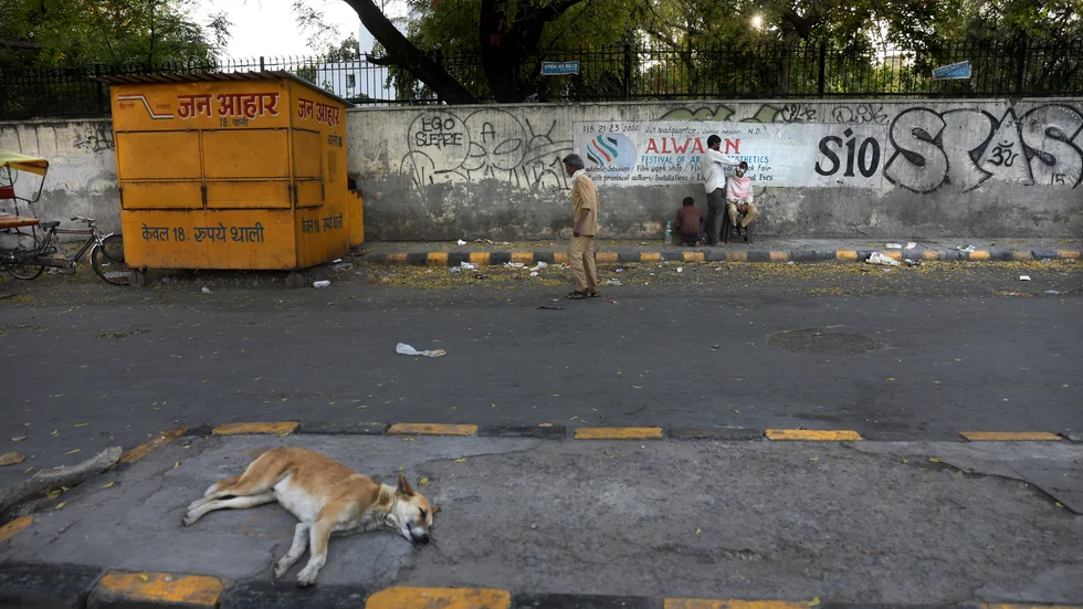 En gatuhund i New Delhi 2020. Arkivbild.