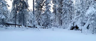 Investera i skog – för din och skogens skull