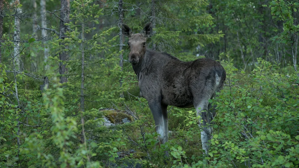 Älgjaktlagen runt Smedsbyn har sedan ett drygt år tillbaka börjat att träffas för att få till stånd en någorlunda gemensam linje vad gäller avskjutningen av älg. 