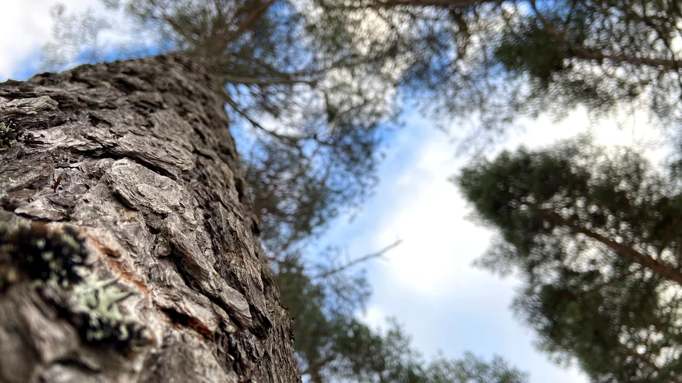 Mannen tog ner ett antal träd inom biotopskyddat område utan dispens.