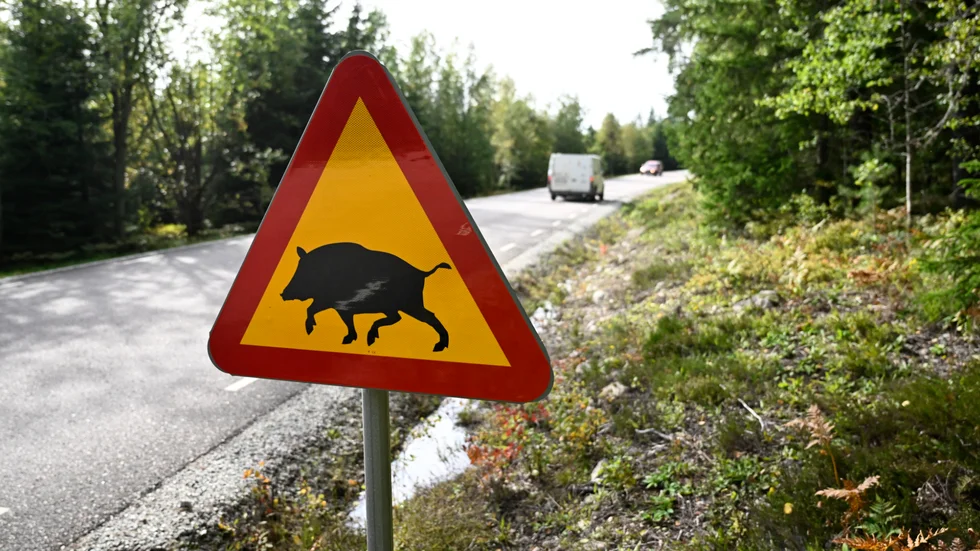 Sverige har många vildsvin. Våra grannar betydligt färre.