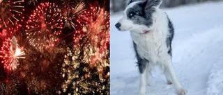Hundägarna i Linköping är överens – stoppa smällandet