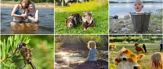 Här är finalisterna i Sommarbilden 2023